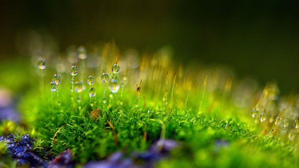 Мох с росой