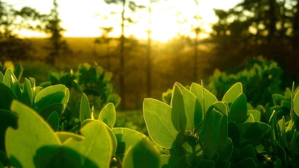 Зелень растения