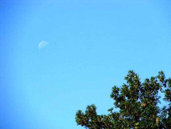 Луна и солнце одновременно