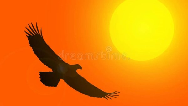 Парящая Орел в синем небе