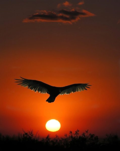 Красный Феникс фэн шуй