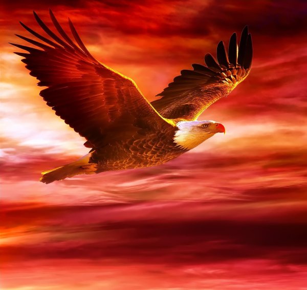 Орёл Сокол Беркут в живописи маслом
