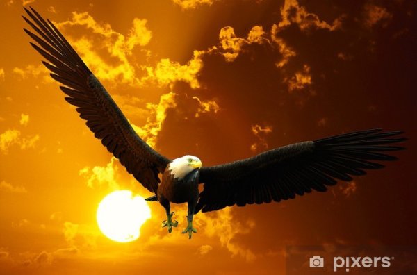 Орел парящий над солнцем