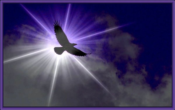 Орел в полете сзади