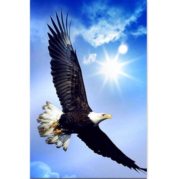 Орел парящий в небе