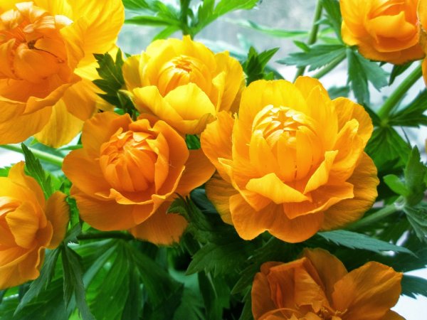 Солнышко в руках