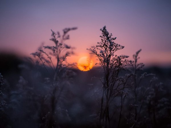 Летняя ночь Эстетика