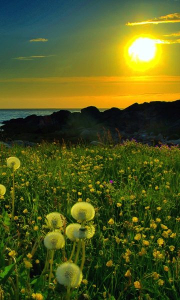 Солнце рассвет