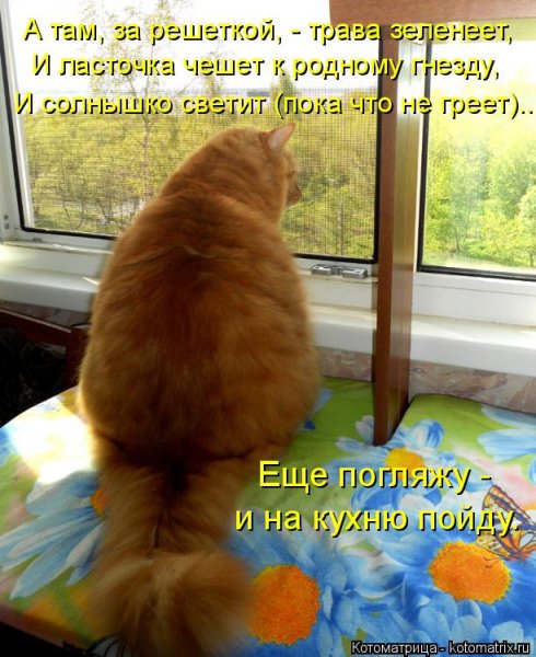 Котоматрица с надписями