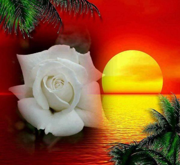 Добрый вечер солнышко