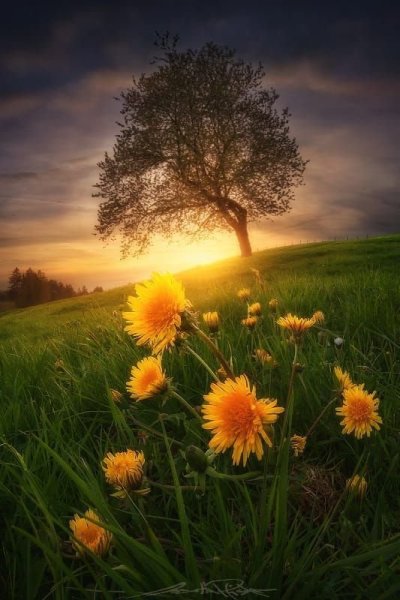 Спокойной летней ночи