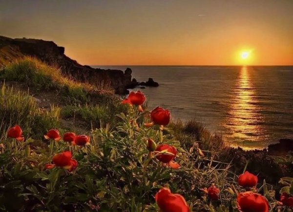 Красивые ромашки на закате