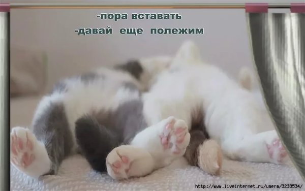 Доброе солнечное утро