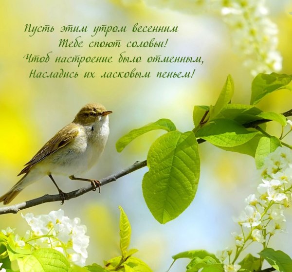 Утро птицы солнце