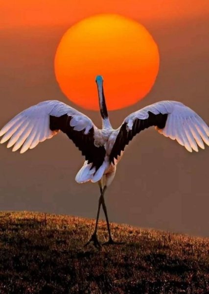 Доброе утро с птичками