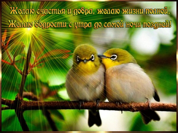 Птицы поют на рассвете