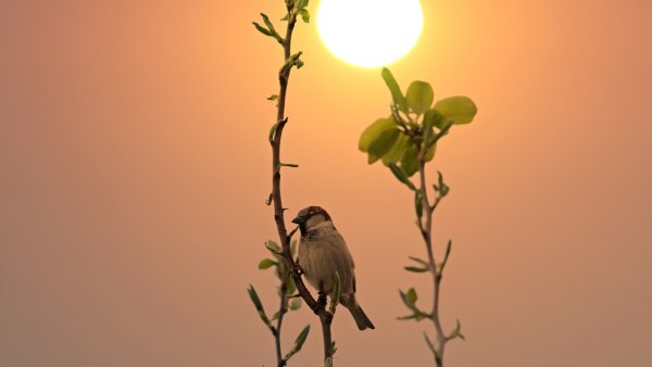 Цапли на закате