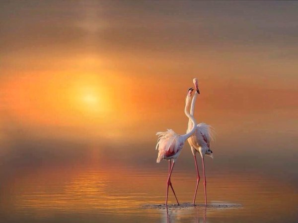 Доброе утро с птичками