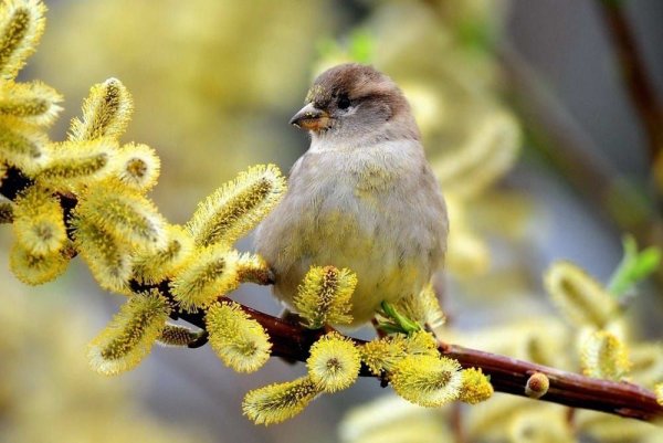 С добрым утром птицы