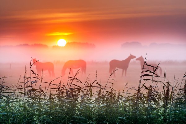 Декабрь воробьи