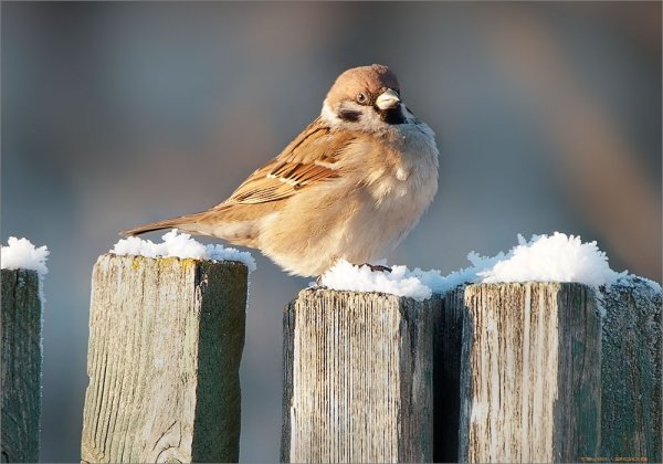 Доброе утро с птичками