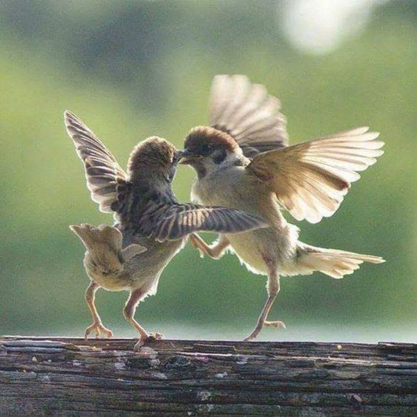 Птицы на закате