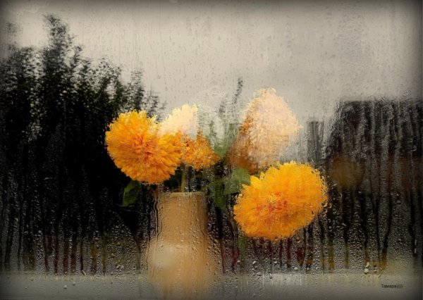 Спокойной ночи дождик за окном