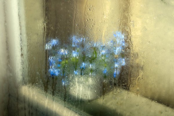 Дождливое утро