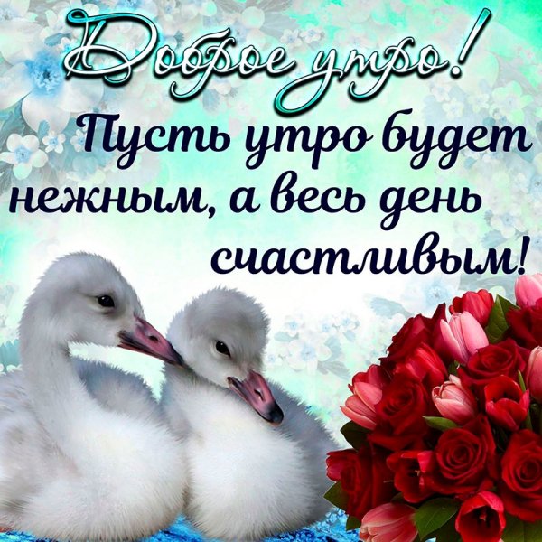 С добрым утром красивые птицы