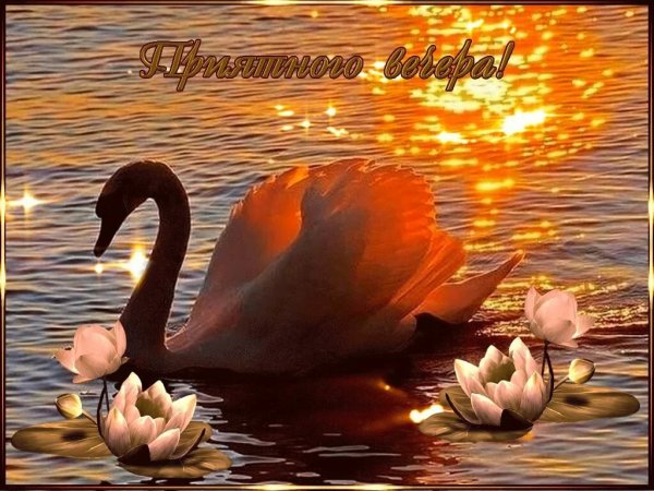 Добрый вечер с лебедями