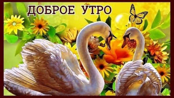 Доброе утро лебеди