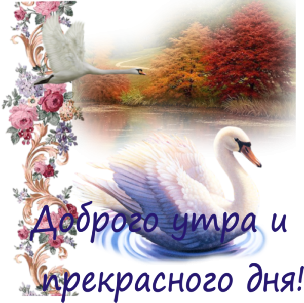 Хорошего вечера лебеди