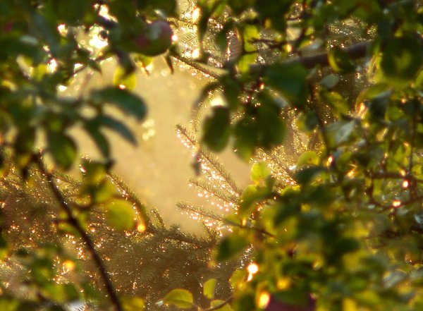 Солнце сквозь дождь