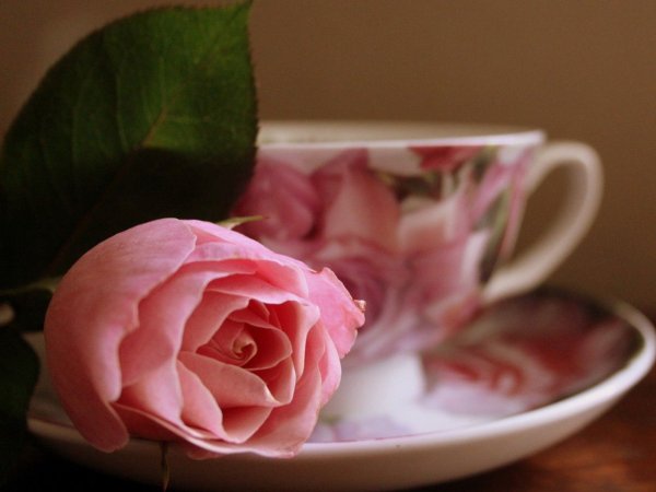 Доброе утро с герберами