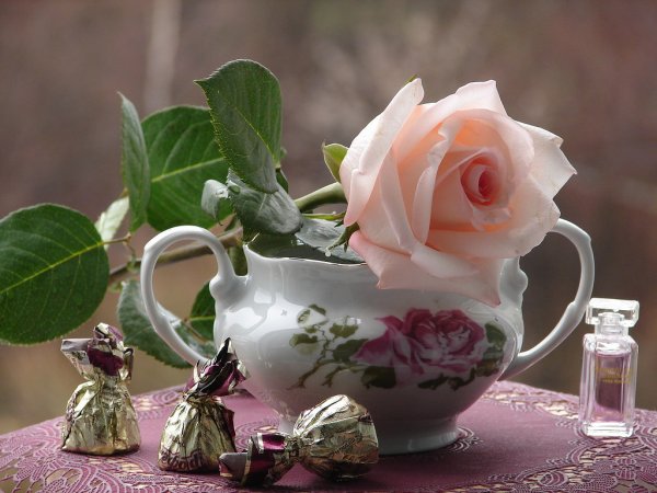 Утренние цветы