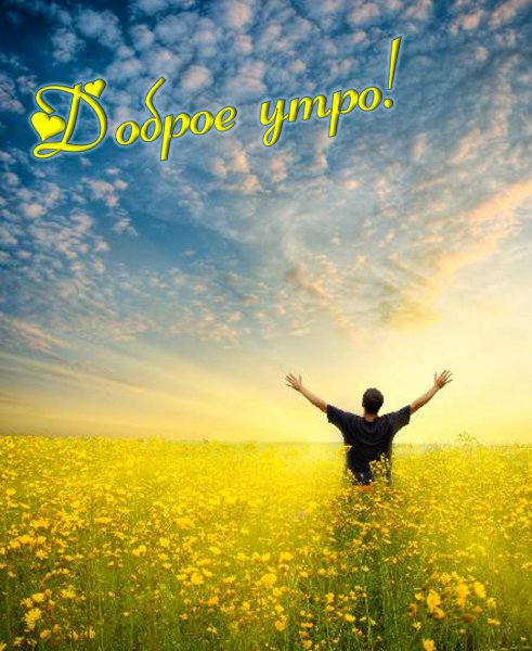 Ромашки на рассвете