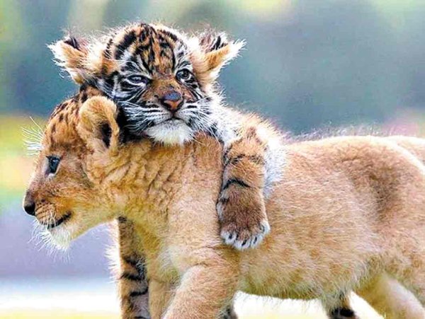 Доброе утро Мия радость