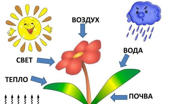 Чио относится к не живой природе