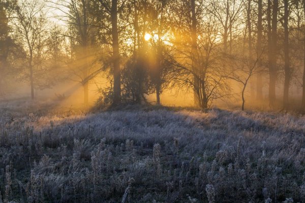 Зимний лес в лучах солнца
