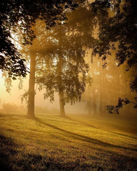 Морозное утро