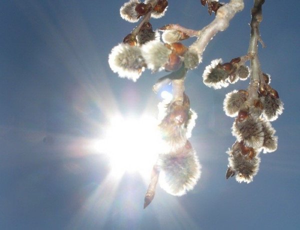 Майское солнце