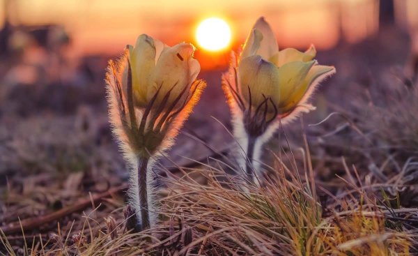 Цветы на рассвете