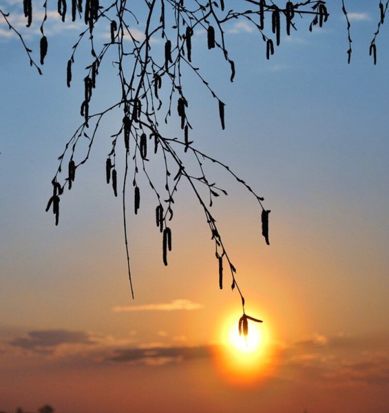 Верба ранней весной