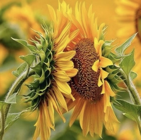 Подсолнухи повернулись