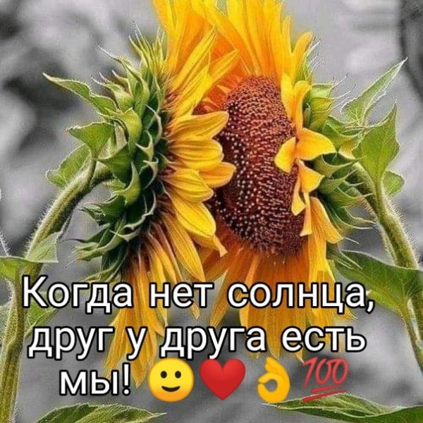 Подсолнухи поворачиваются друг к другу