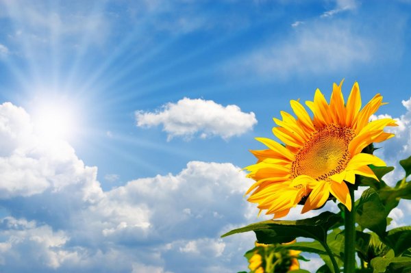 Подсолнухи на фоне неба