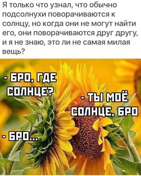 Подсолнухи поворачиваются друг к другу