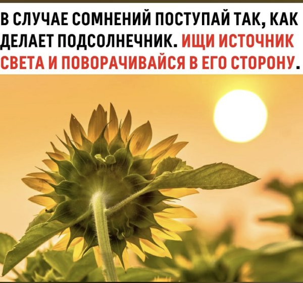 Подсолнухи вращают свой цветок вслед за солнцем?