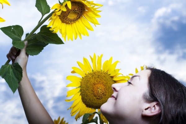 Подсолнухи друг к другу