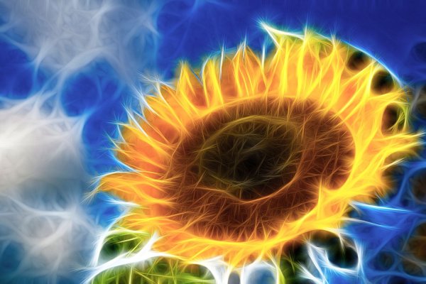 Подсолнухи и солнце